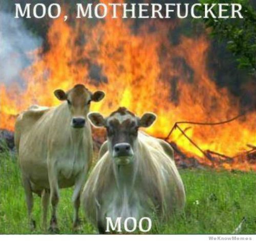 moo-motherfucker-moo